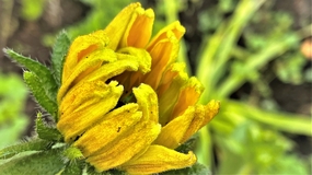 含苞待放向日葵花苞图片